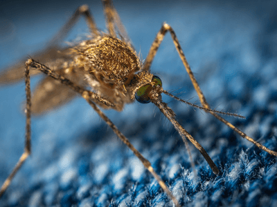 About Mice Removal Deer Valley - mice removal experts in Deer Valley