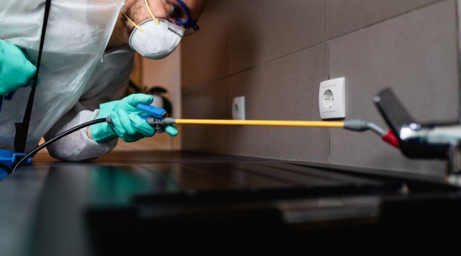 Why choose Mice Removal Deer Valley for mice removal in Deer Valley